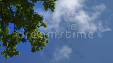 <strong>青青</strong>的橡树树叶映衬着蓝天。橡树顶着天空和云彩。原音。